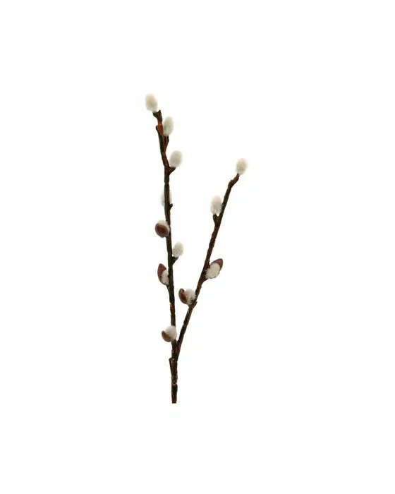 Gåsepil hvid/brun