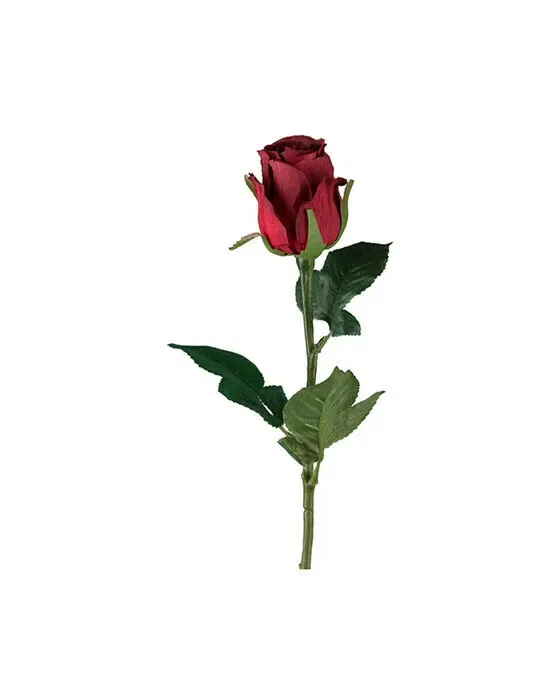 Rose afskårne blomst rød