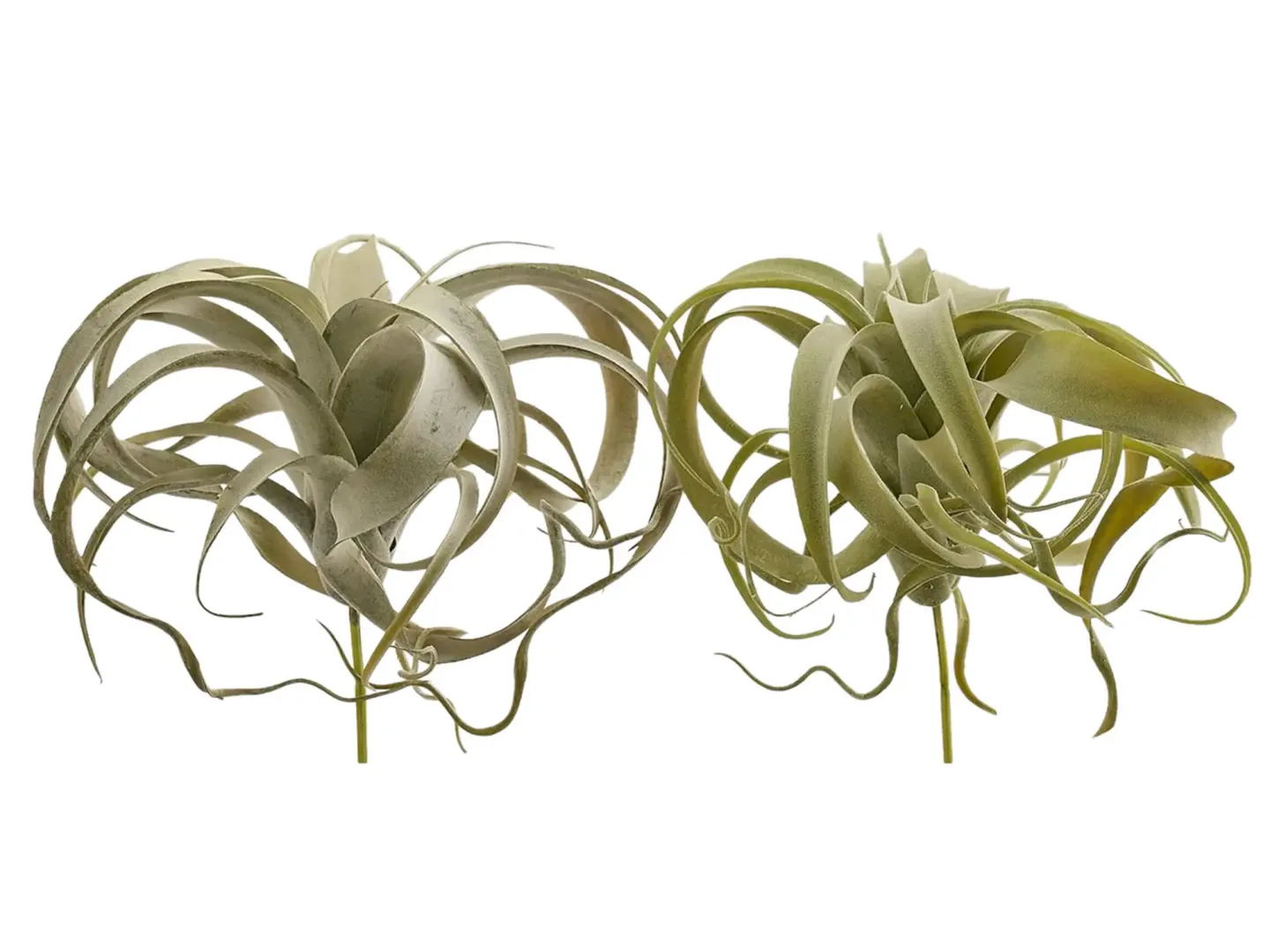Edg Kunstblumen Tillandsia H: 27 cm | Schubiger Möbel