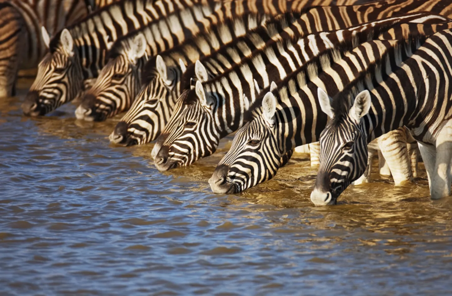 image LAND Alubild Zebras am Fluß | Schubiger Möbel