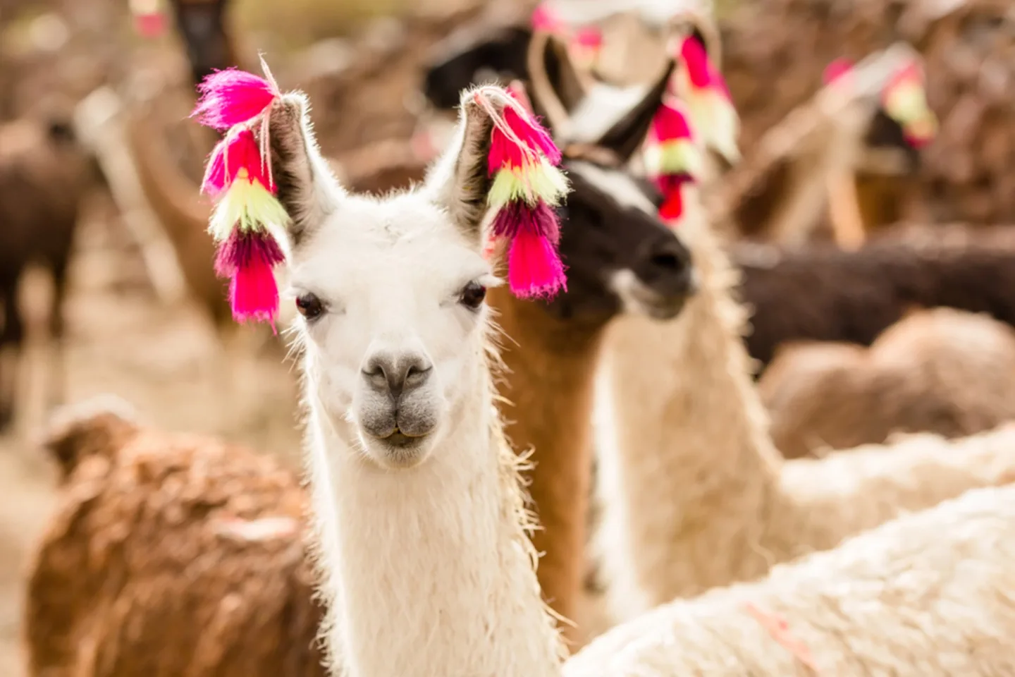 image LAND Alubild Lama mit Ohrschmuck | Schubiger Möbel