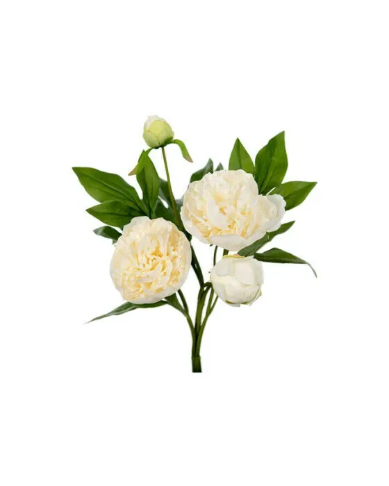 Pæon afskåret blomst hvid