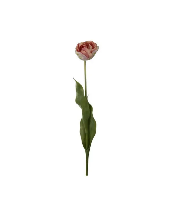 Tulipan afskårne blomster ljusrosa