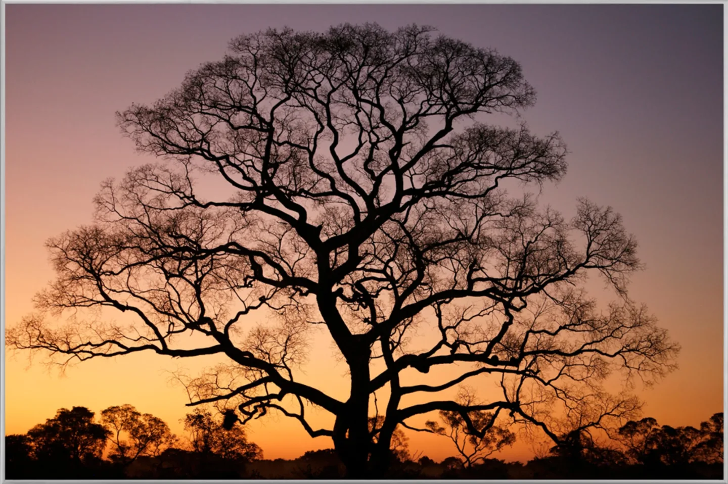 image LAND Bild mit Rahmen Gigantischer Baum im Sonnenuntergang | Schubiger Möbel