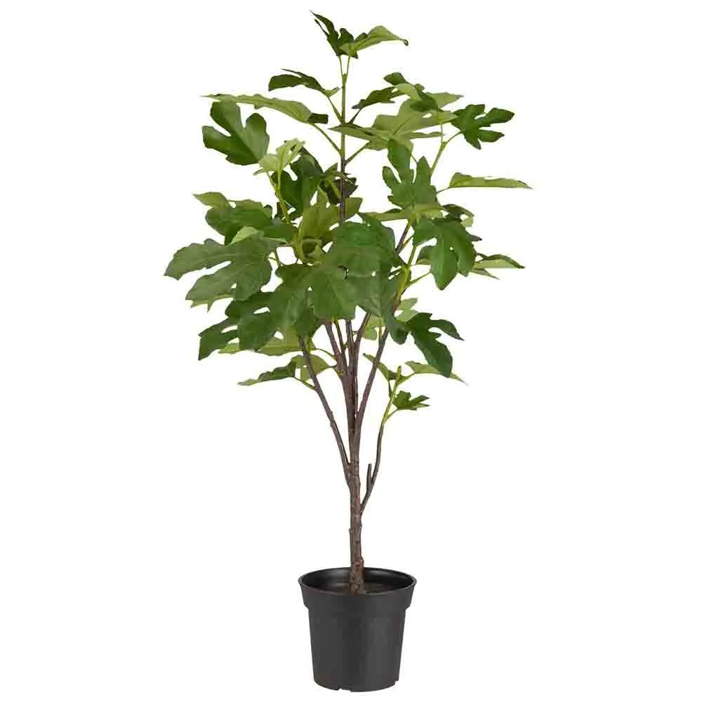 Fikonträd i kruka 80 cm