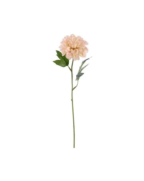 Zinnia afskåret blomst lyserød