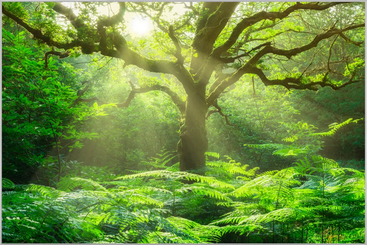 image LAND Bild mit Rahmen Baum im Wald | Schubiger Möbel
