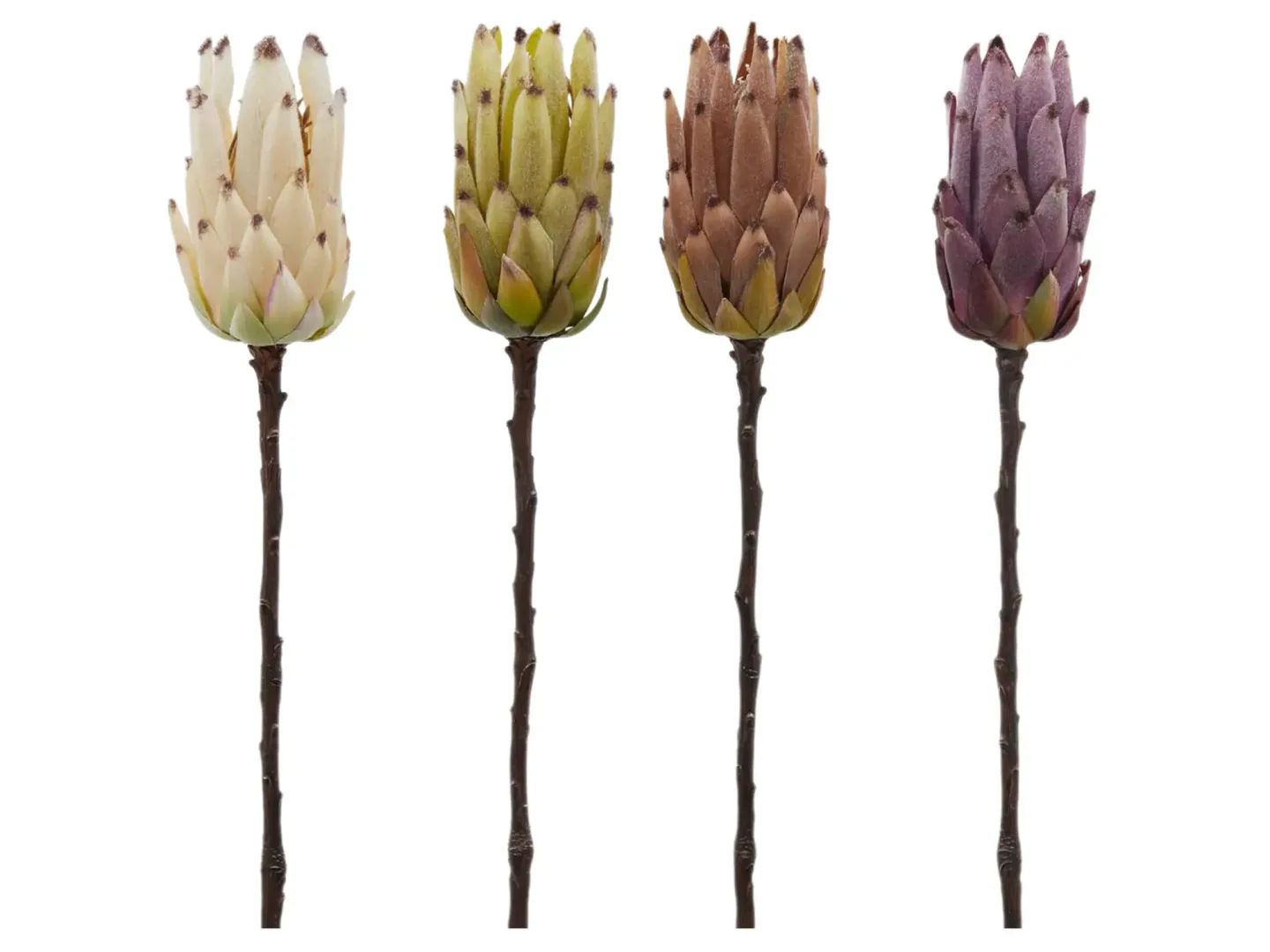 Edg Kunstblumen Protea Gemischt H: 50 cm | Schubiger Möbel