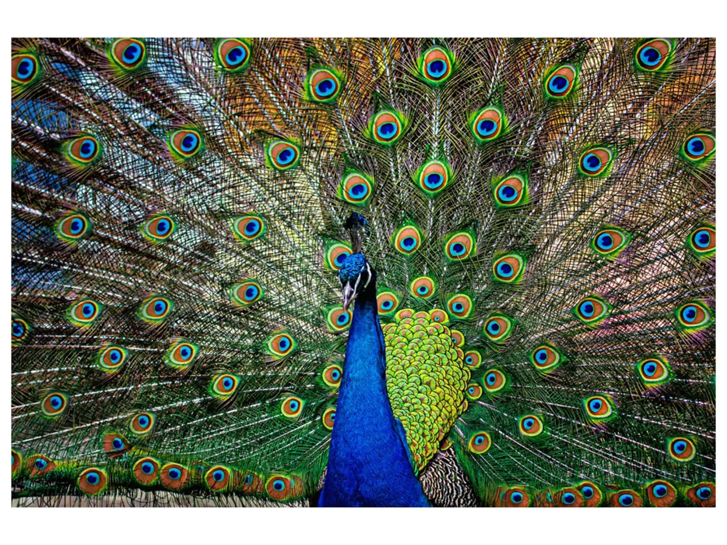 image LAND Digitaldruck auf Glas Stolzer Pfau | Schubiger Möbel
