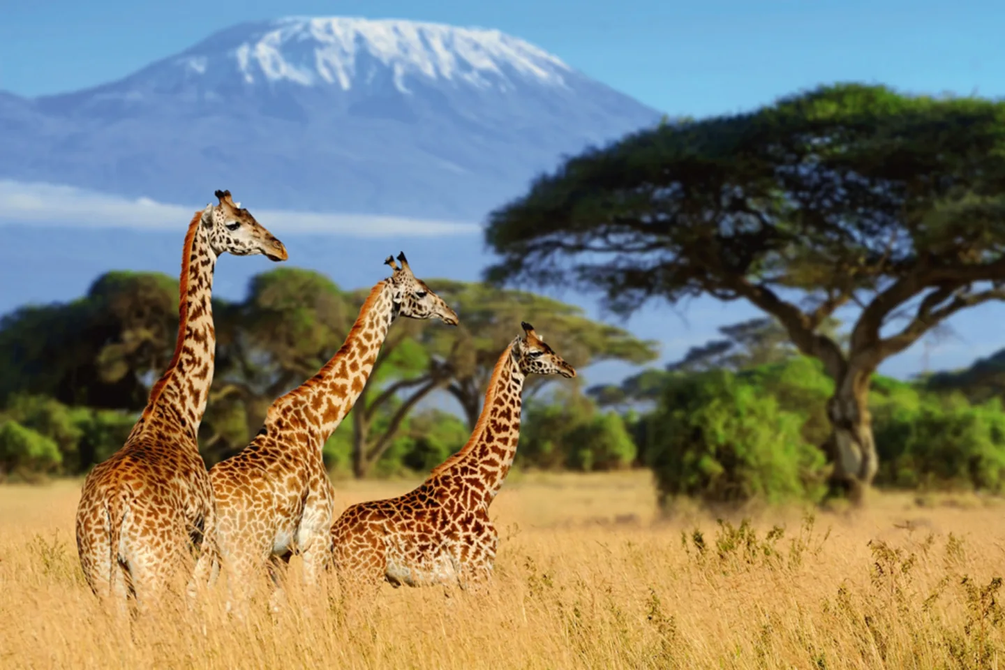 image LAND Alubild Giraffen in Der Savanne | Schubiger Möbel