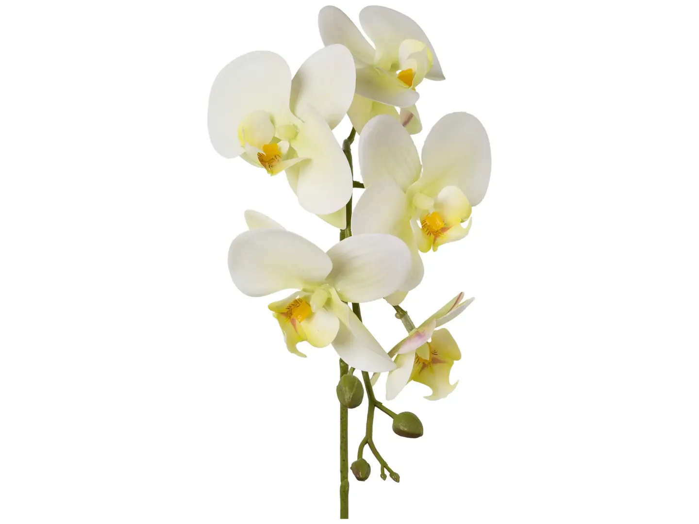 Gasper Kunstblume Phalaenopsis Orchidee Grün H: 45 cm | Schubiger Möbel