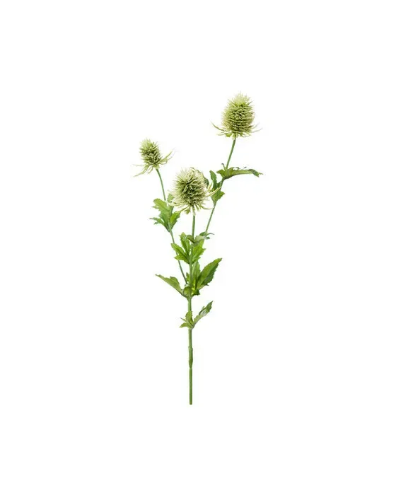 Tidsel afskåret blomst grøn