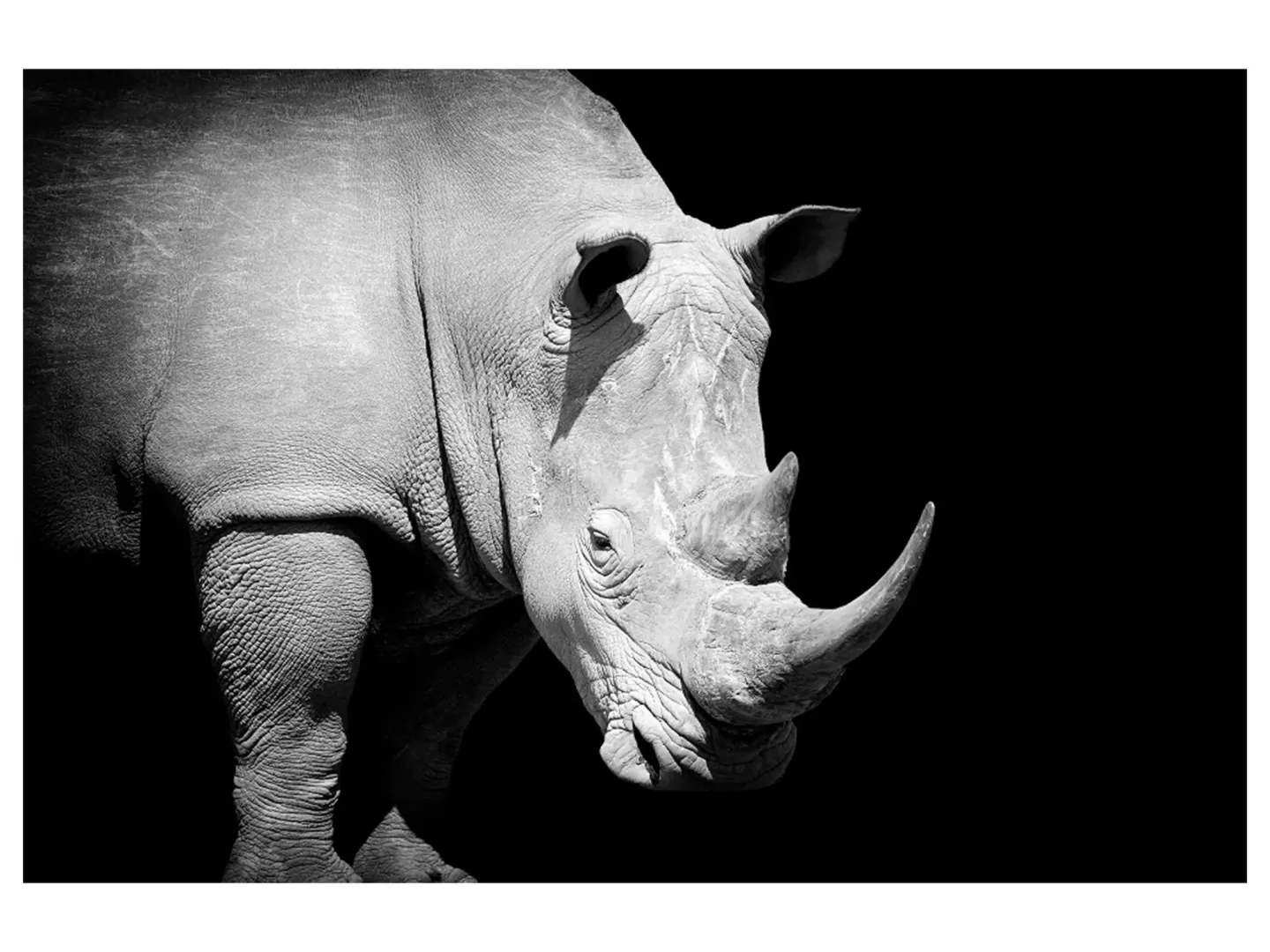 image LAND Digitaldruck auf Acrylglas Nashorn | Schubiger Möbel