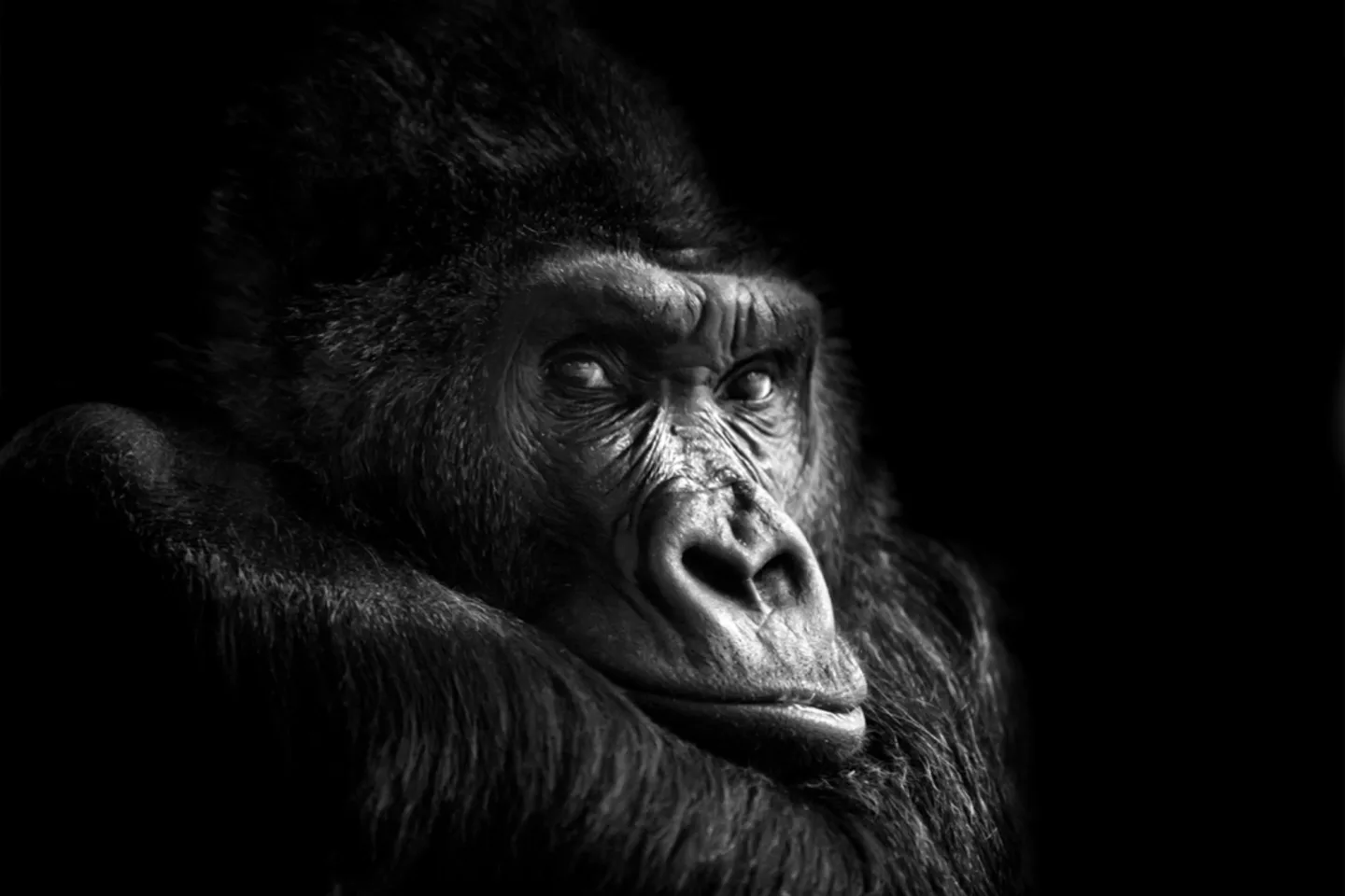 image LAND Alubild Gorilla | Schubiger Möbel