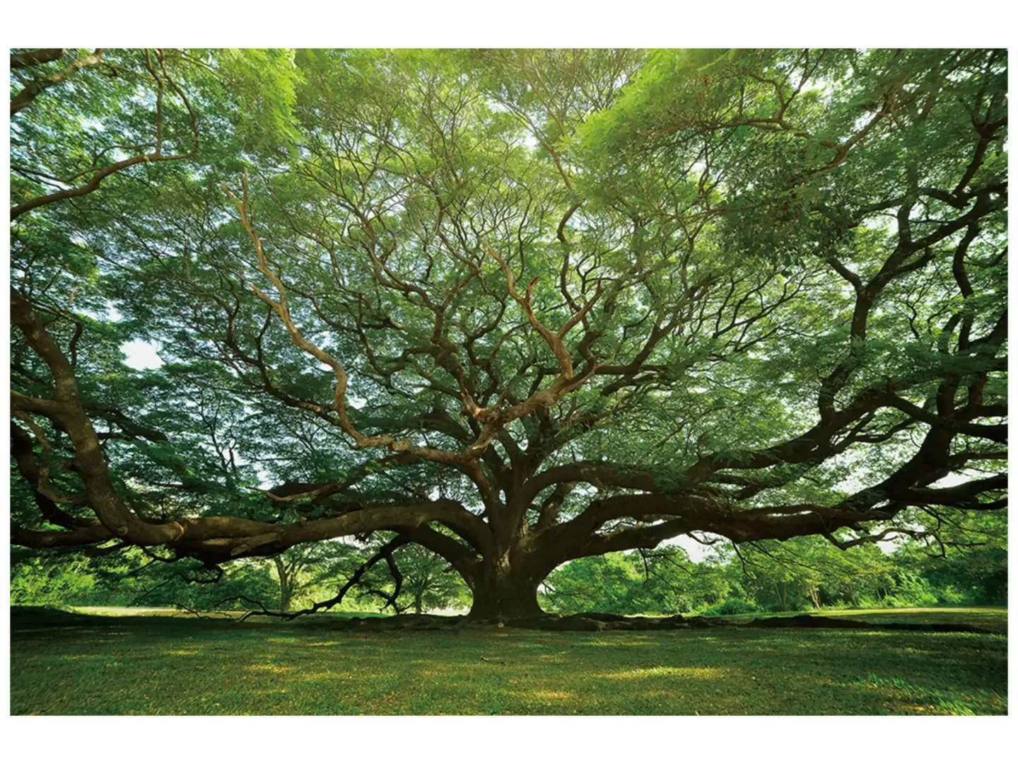 image LAND Digitaldruck auf Glas Gigantischer Baum | Schubiger Möbel