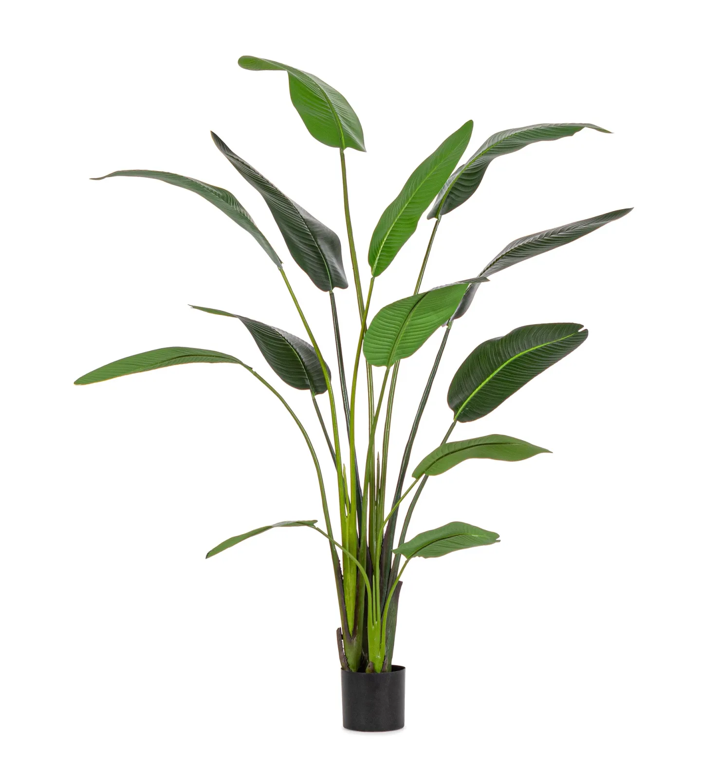 Bizzotto Kunstpflanzen Strelitzie H: 235 cm | Schubiger Möbel