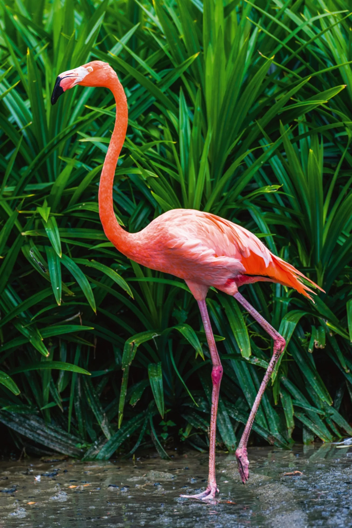image LAND Alubild Eleganter Flamingo | Schubiger Möbel