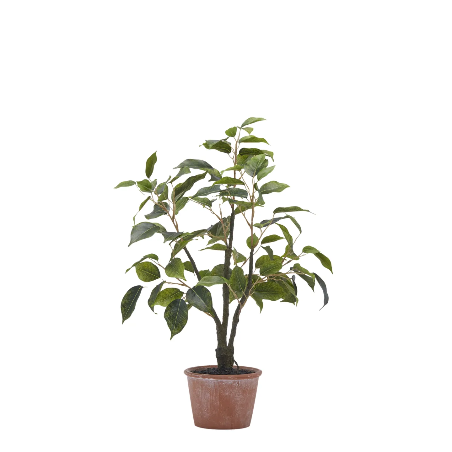 Edg Kunstpflanze Ficusbaum H: 51 cm | Schubiger Möbel