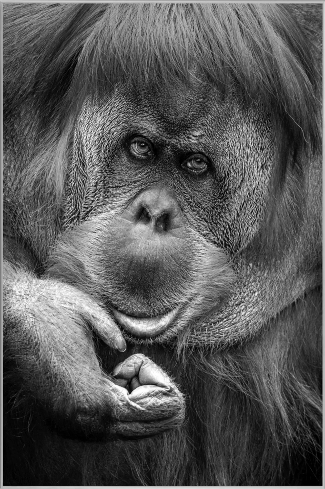 image LAND Bild mit Rahmen Orang-Utan | Schubiger Möbel