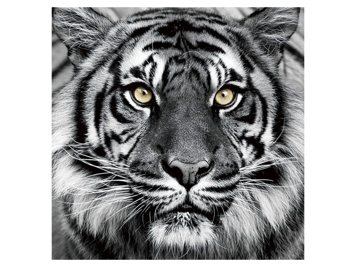 image LAND Bild Tiger in Schwarz und Weiss | Schubiger Möbel