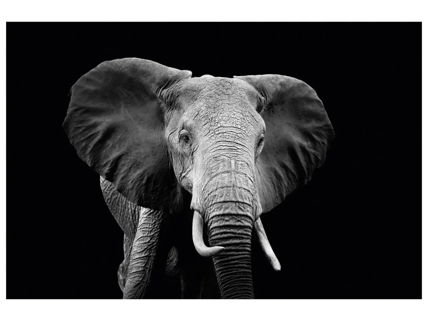 image LAND Digitaldruck auf Glas Majestätischer Elefant | Schubiger Möbel