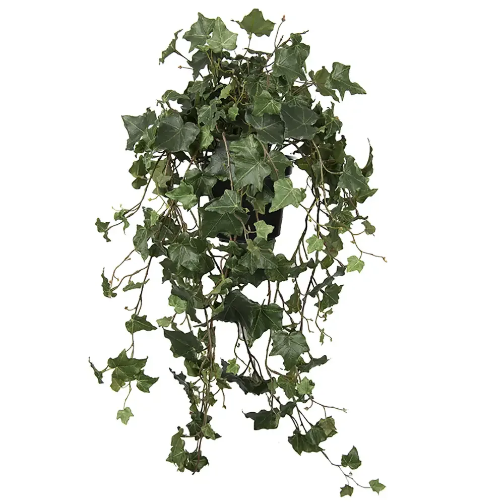 Mr Plant, Efeu 75 cm