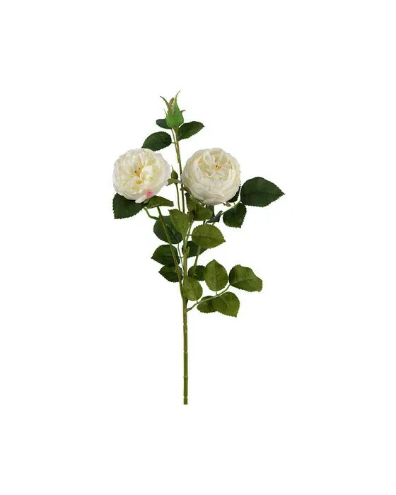 Rose snitblomst hvid