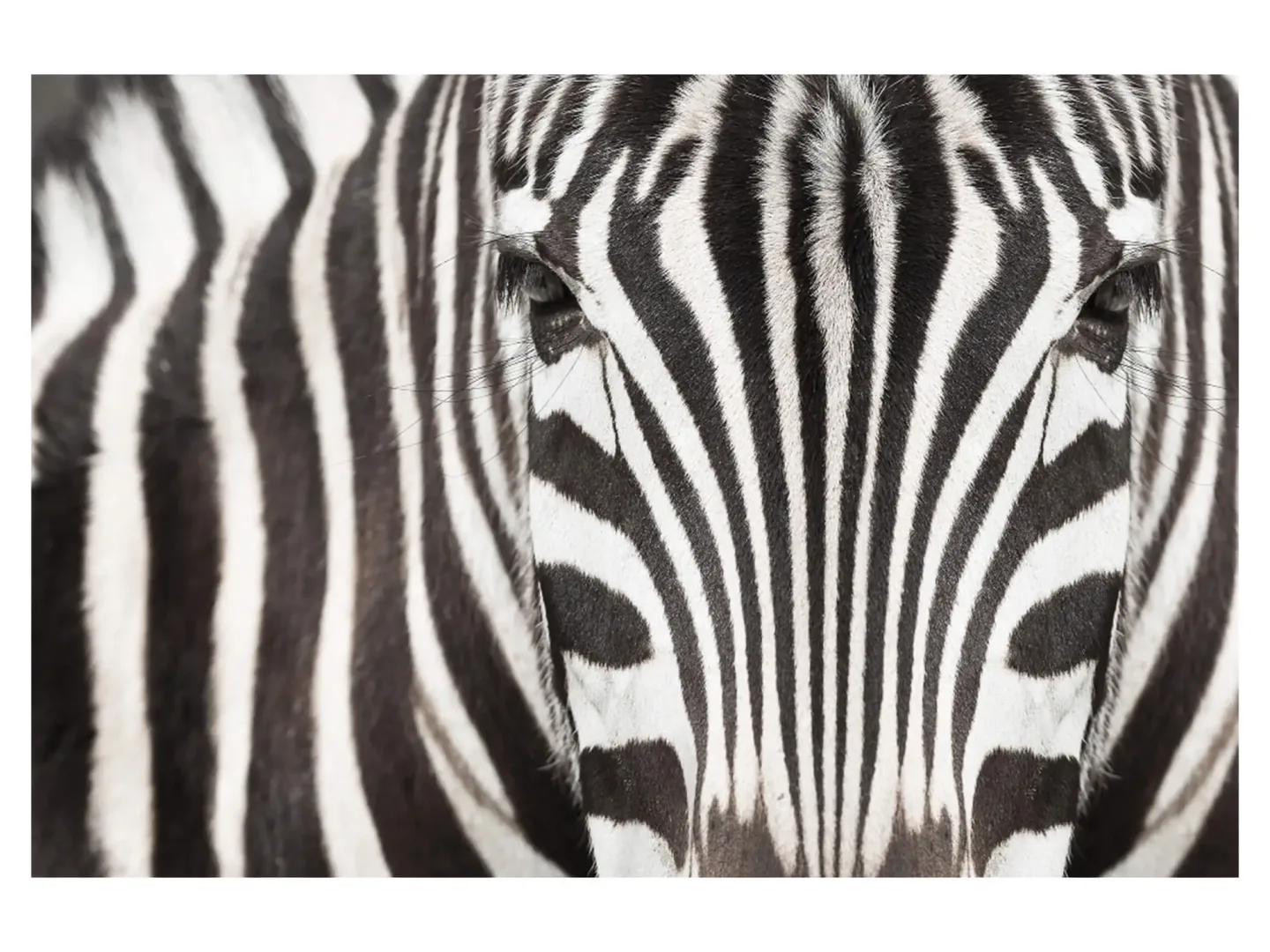 image LAND Digitaldruck auf Acrylglas Zebra | Schubiger Möbel