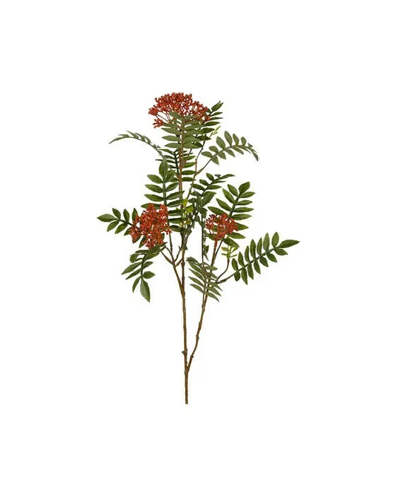 Rowan Cut Flower Red