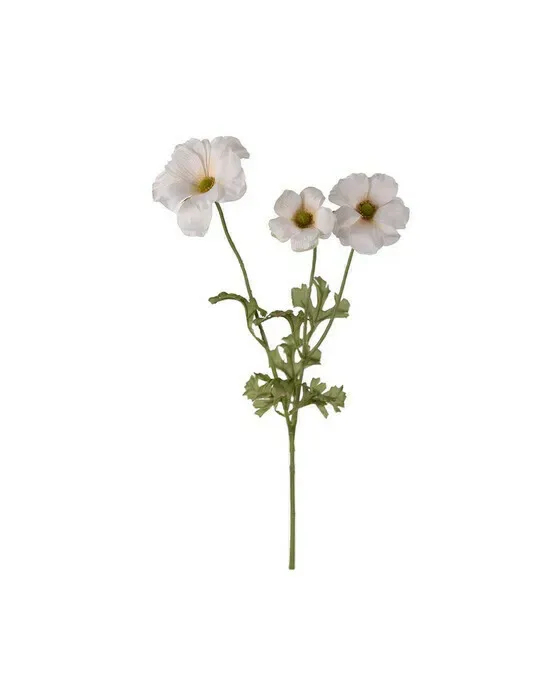 Sommerfugleranunkel afskårne blomster creme