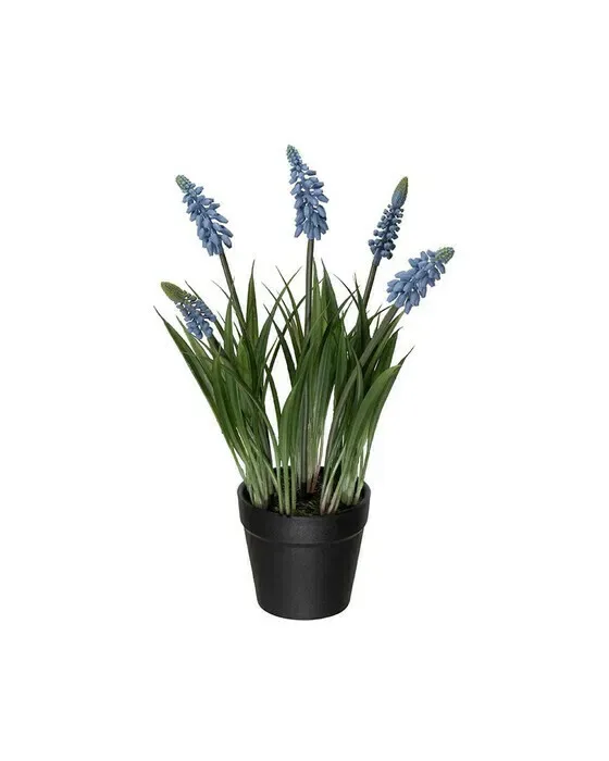 Perlehyacint potteplante blå
