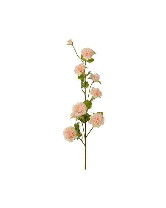 Klatrerose snitblomst fersken