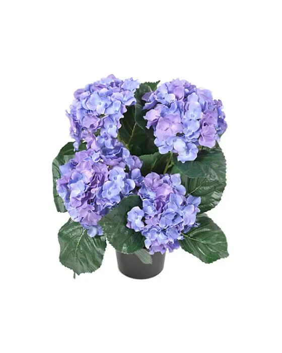 Hortensia potteplante blå