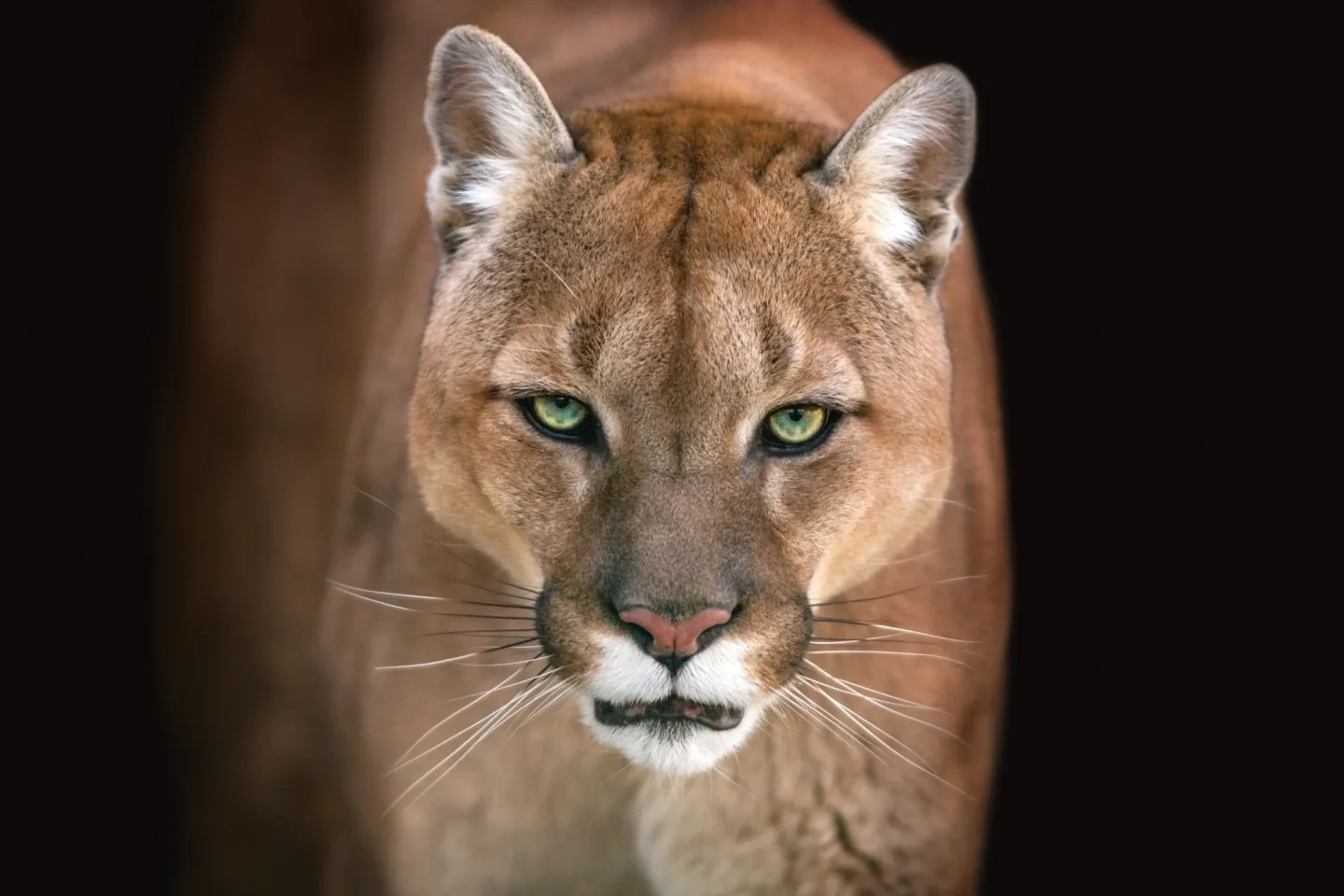 image LAND Canvas Puma | Schubiger Möbel