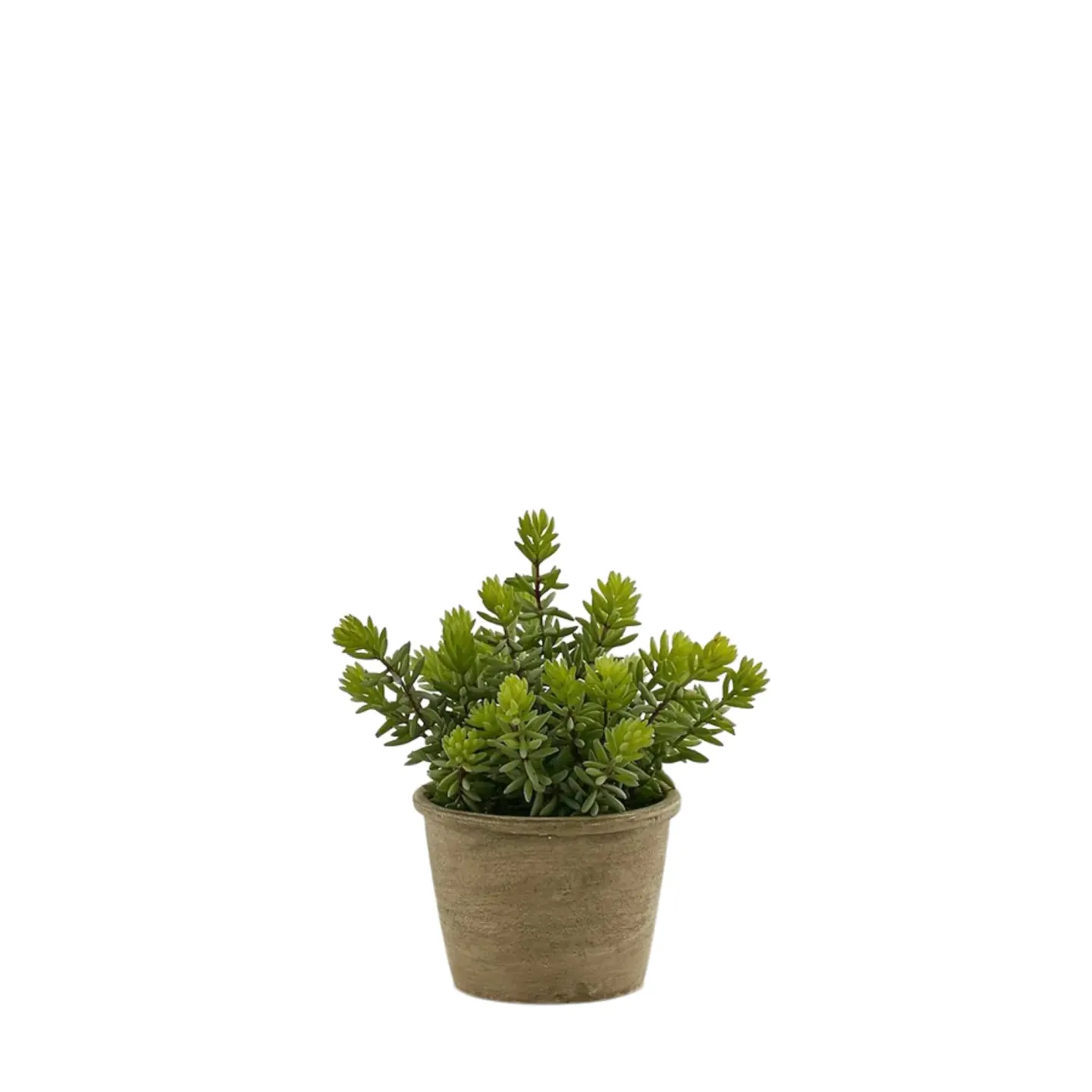 Edg Kunstpflanze Sukkulente im Topf H: 24 cm | Schubiger Möbel