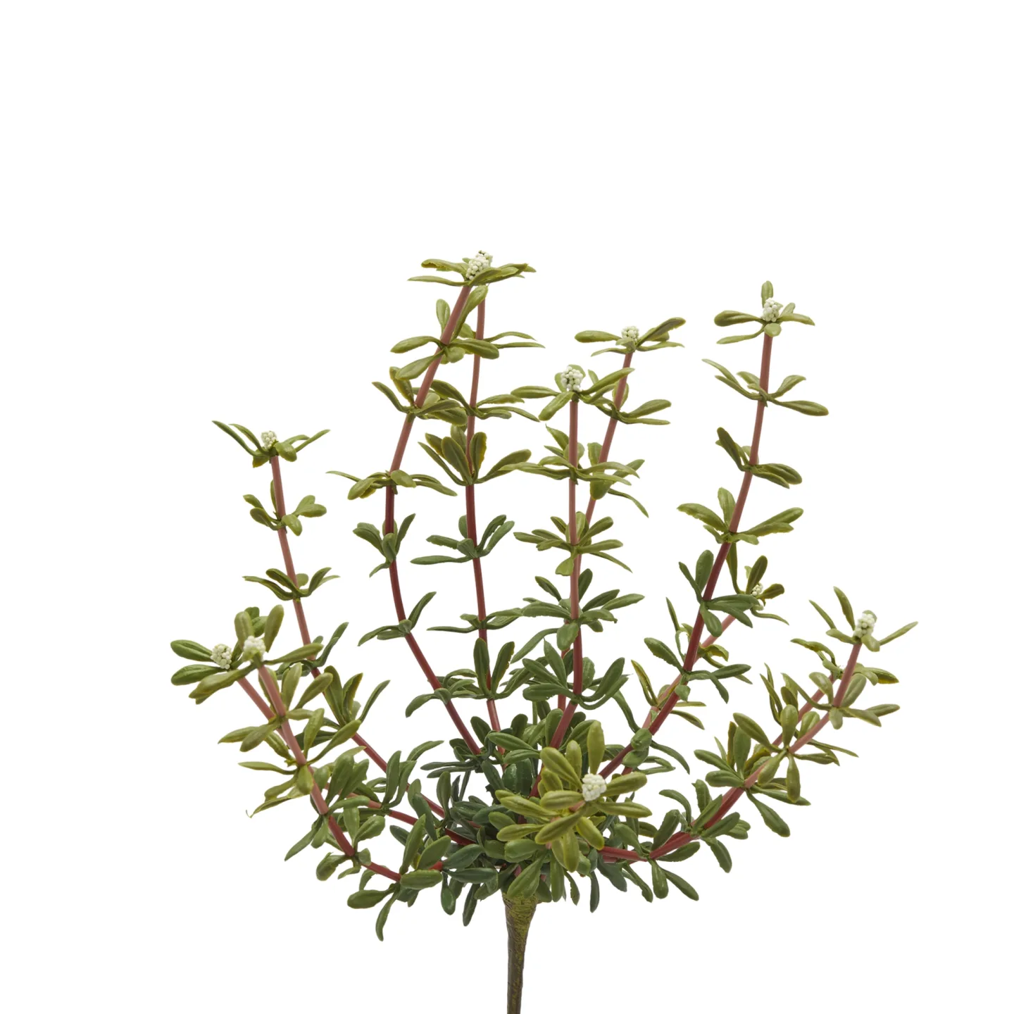 Edg Kunstblume Portulak Weiss H: 27 cm | Schubiger Möbel