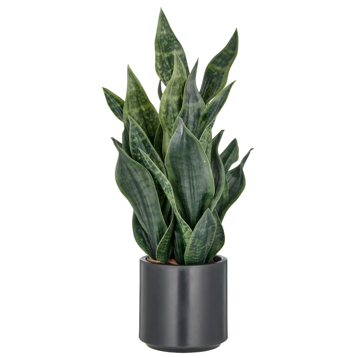 Gasper Kunstpflanze Sansevieria Grey Stripe, Dunkelgrün | Schubiger Möbel