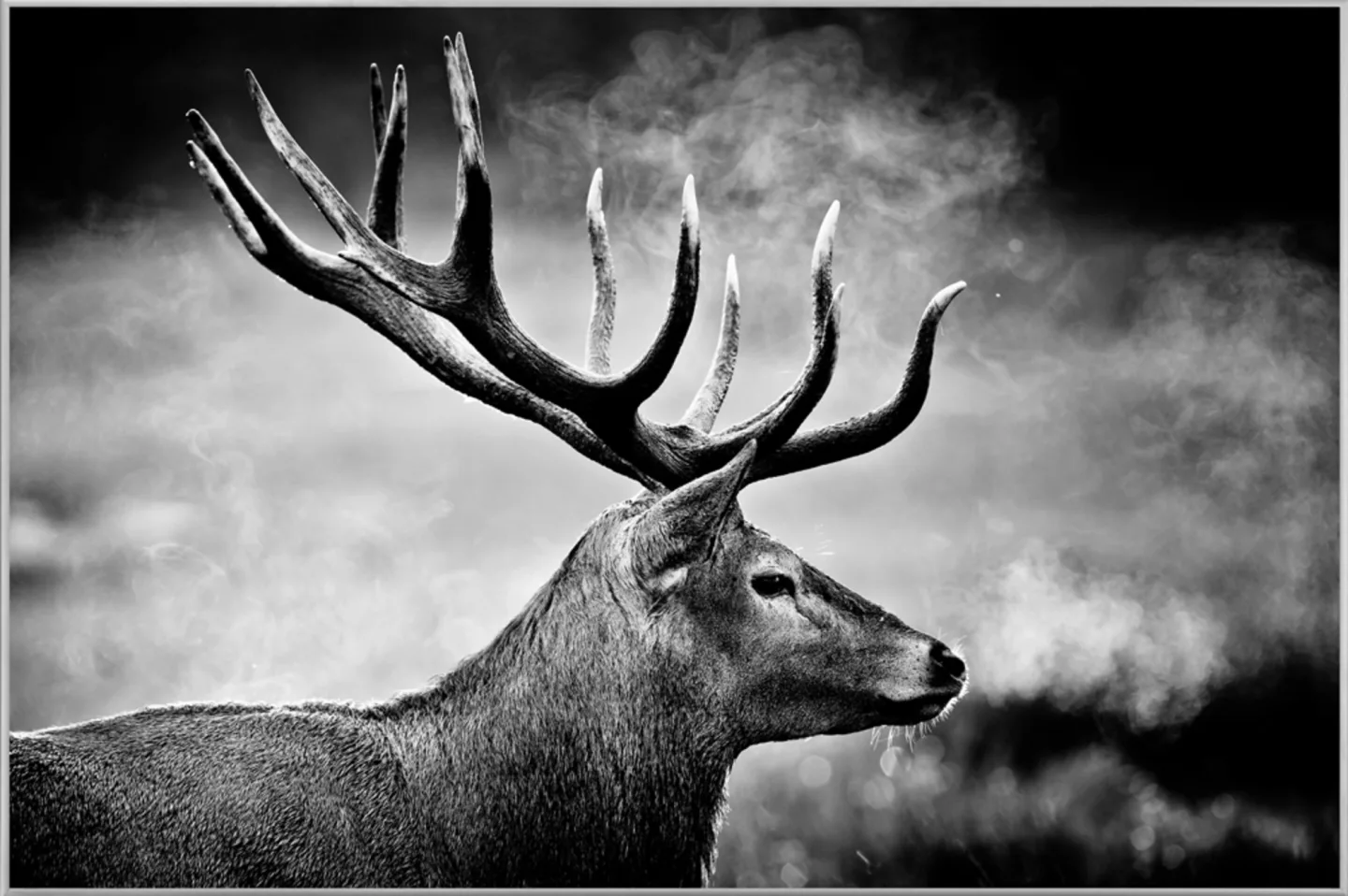 image LAND Bild mit Rahmen Hirsch in Schwarz Weiss | Schubiger Möbel