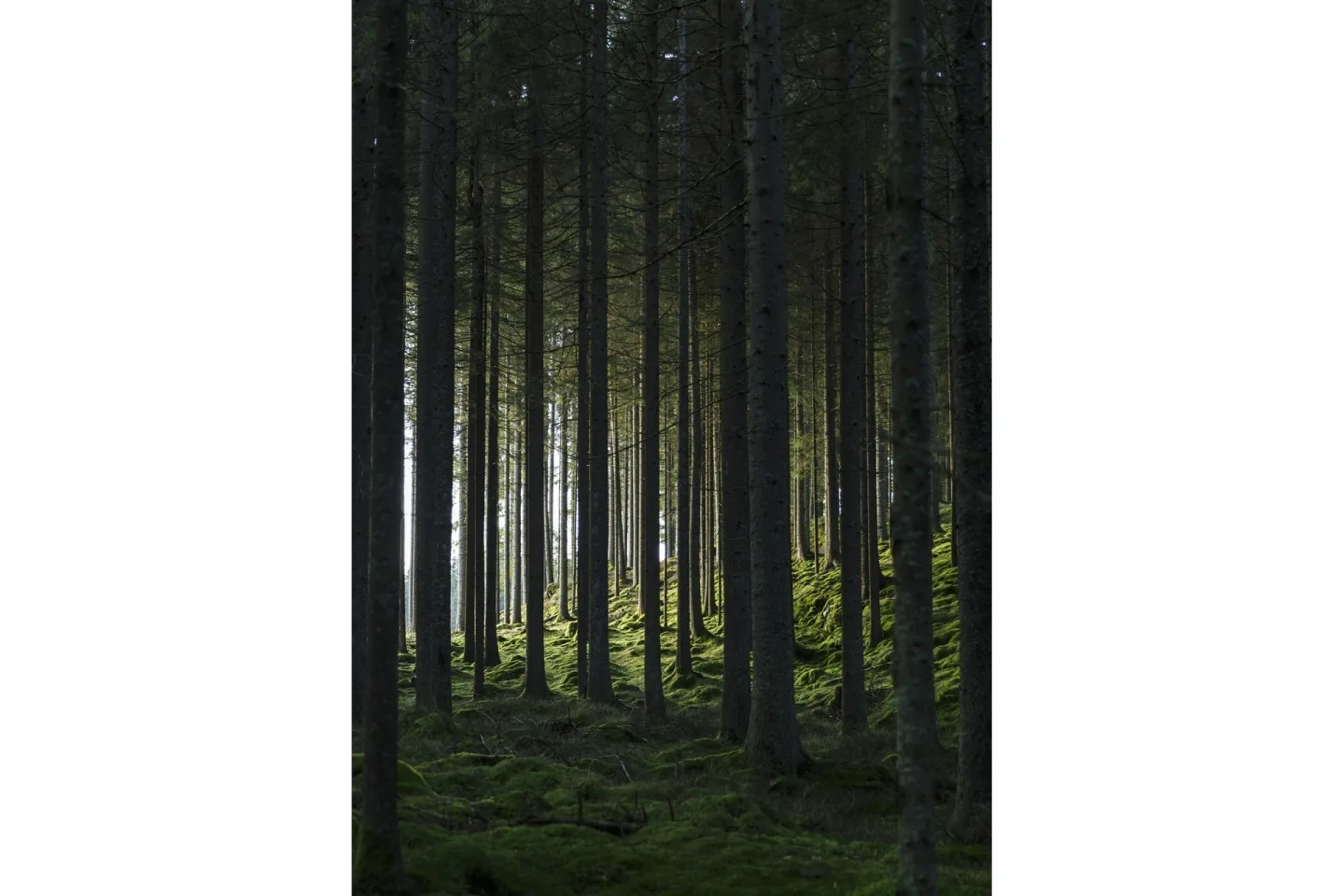 Poster Woods 50x70 cm - Svart/Grön