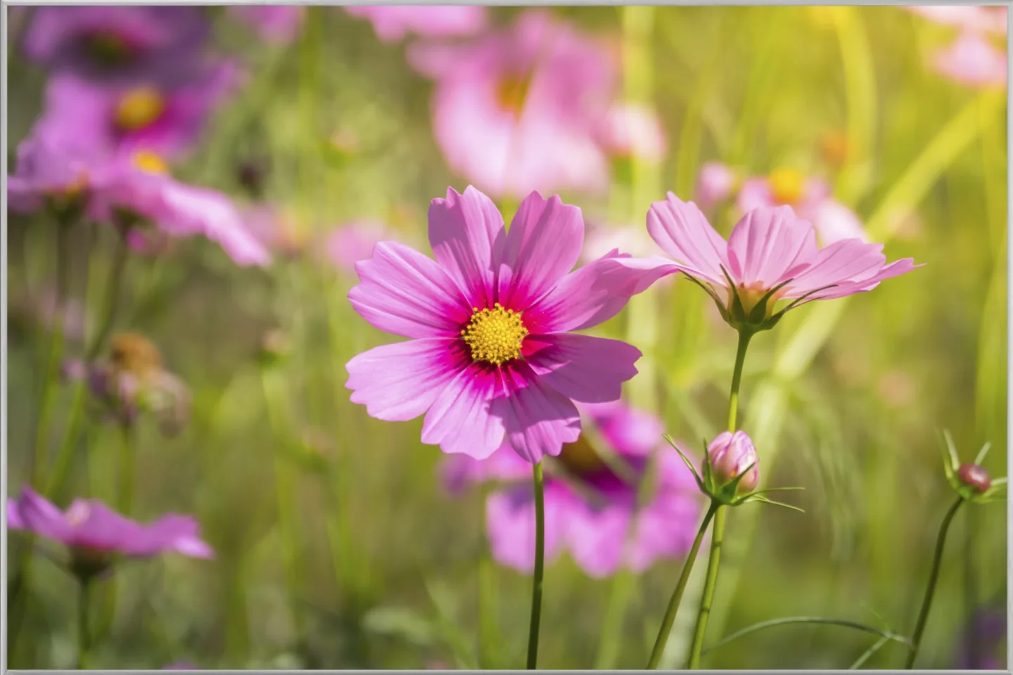 image LAND Bild mit Rahmen Zarte Rosa Blüten 1 | Schubiger Möbel