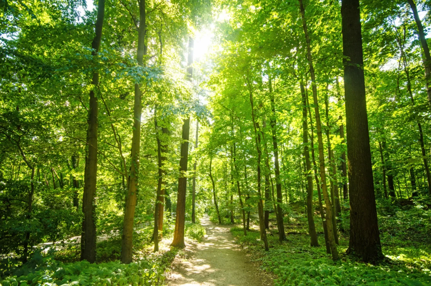 image LAND Alubild Waldweg | Schubiger Möbel