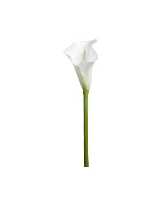 Calla Cut Flower White