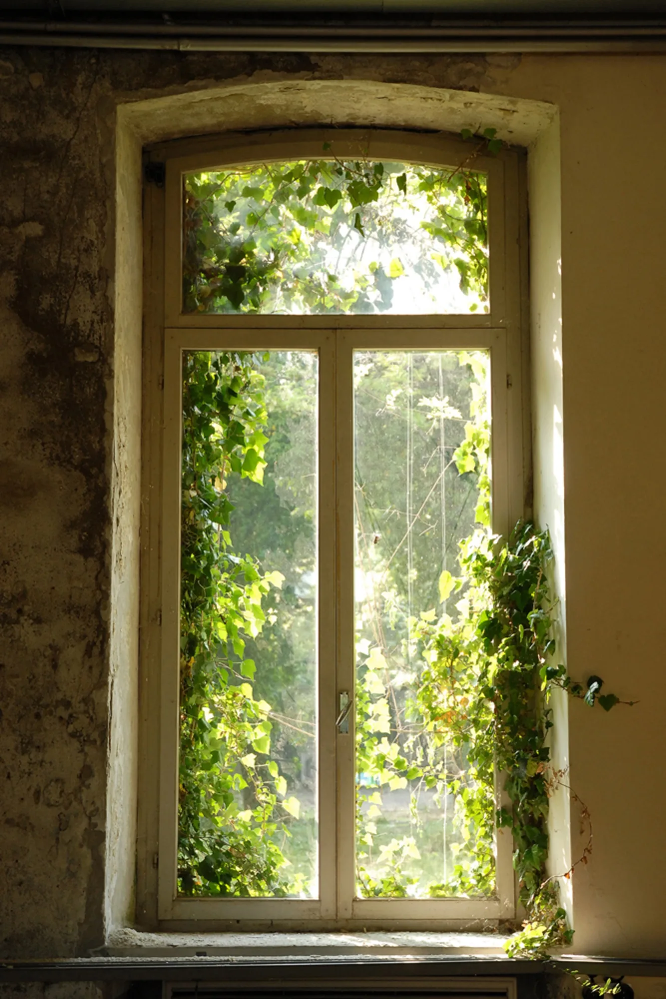 image LAND Alubild Fenster Bewachsen mit Laub | Schubiger Möbel