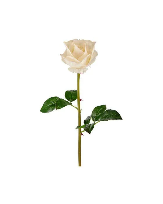 Schnittrose Weiße