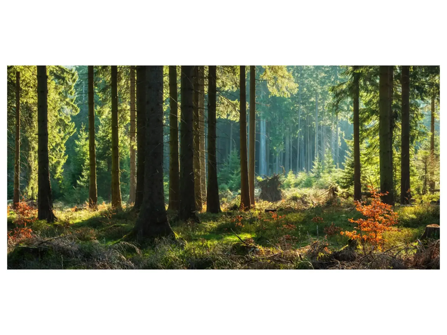 image LAND Digitaldruck auf Glas Herbstwald | Schubiger Möbel