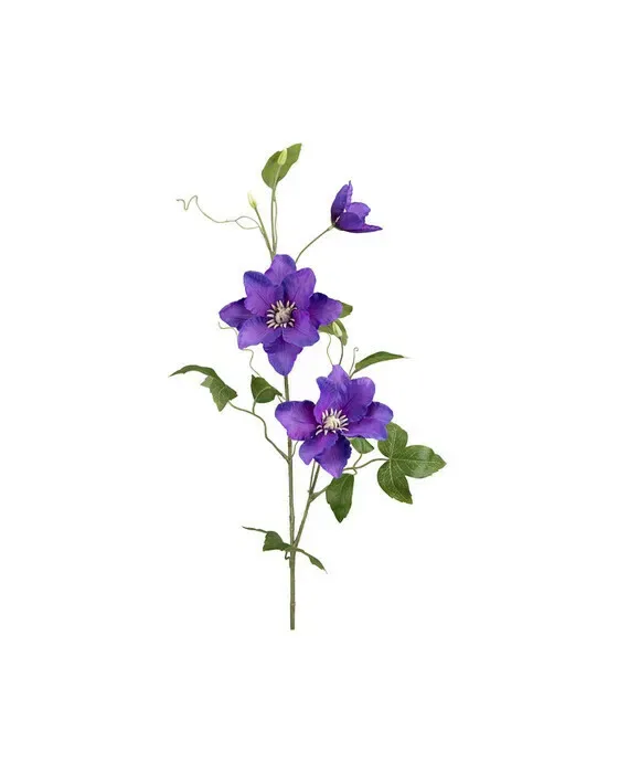 Klematis – afskåret blomst i blå