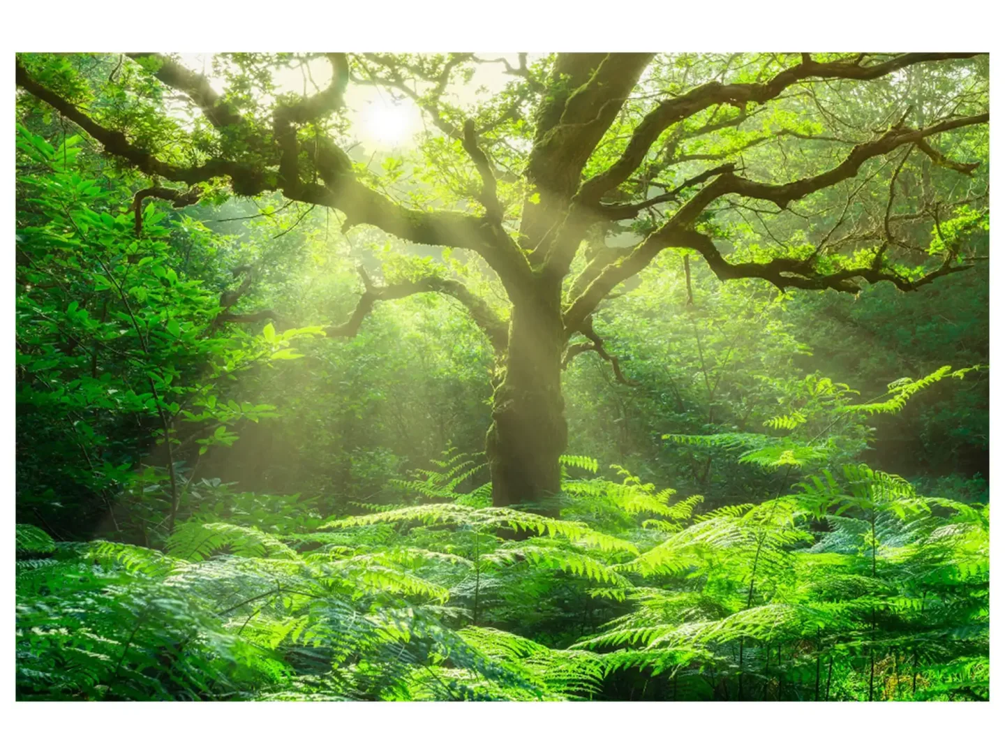 image LAND Digitaldruck auf Glas Baum im Wald | Schubiger Möbel