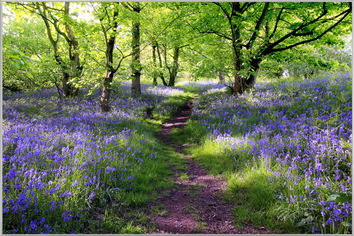 image LAND Bild mit Rahmen Wald mit Lavendel 1 | Schubiger Möbel