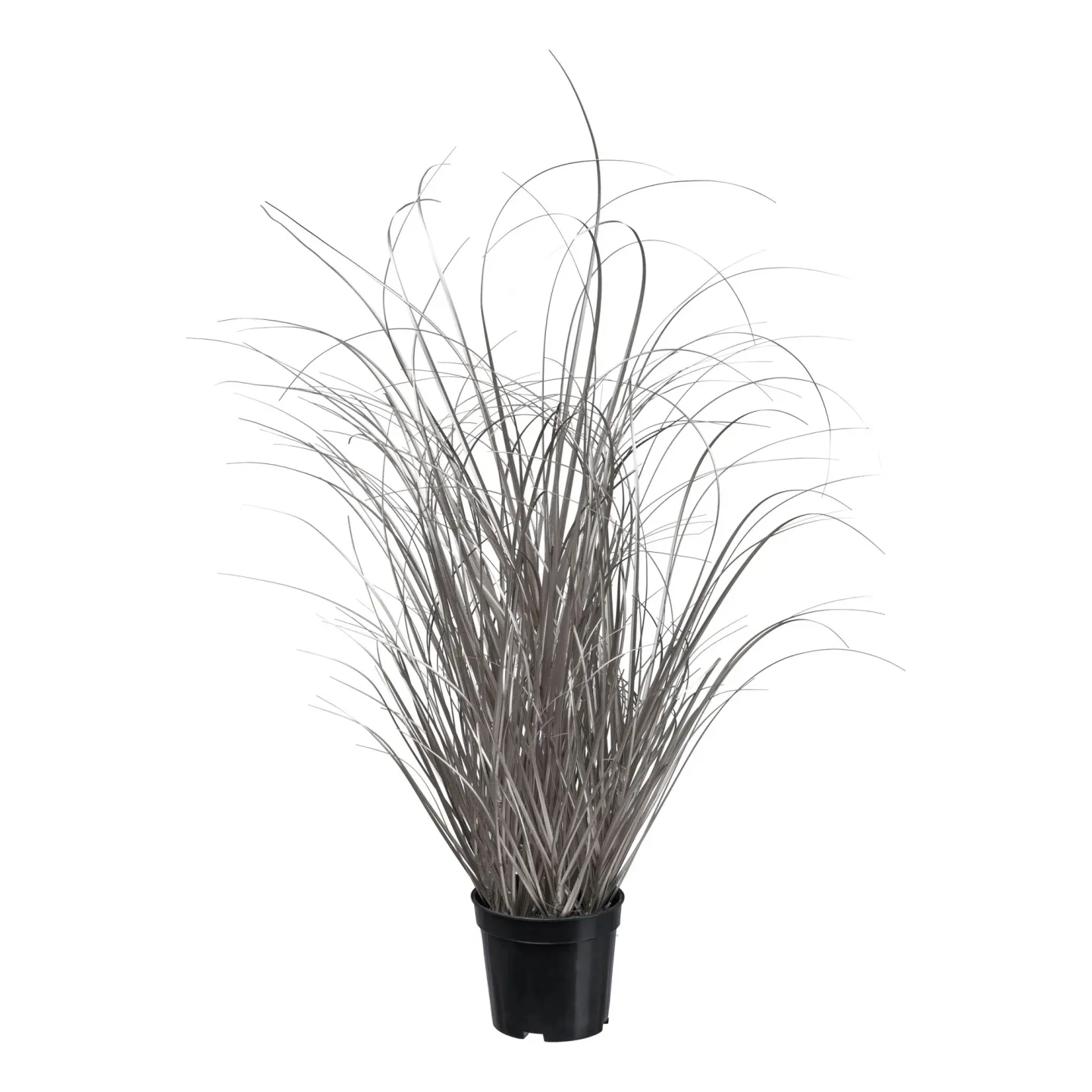 Gasper Kunstpflanzen Gras im Topf, Champagner H: 73 cm | Schubiger Möbel