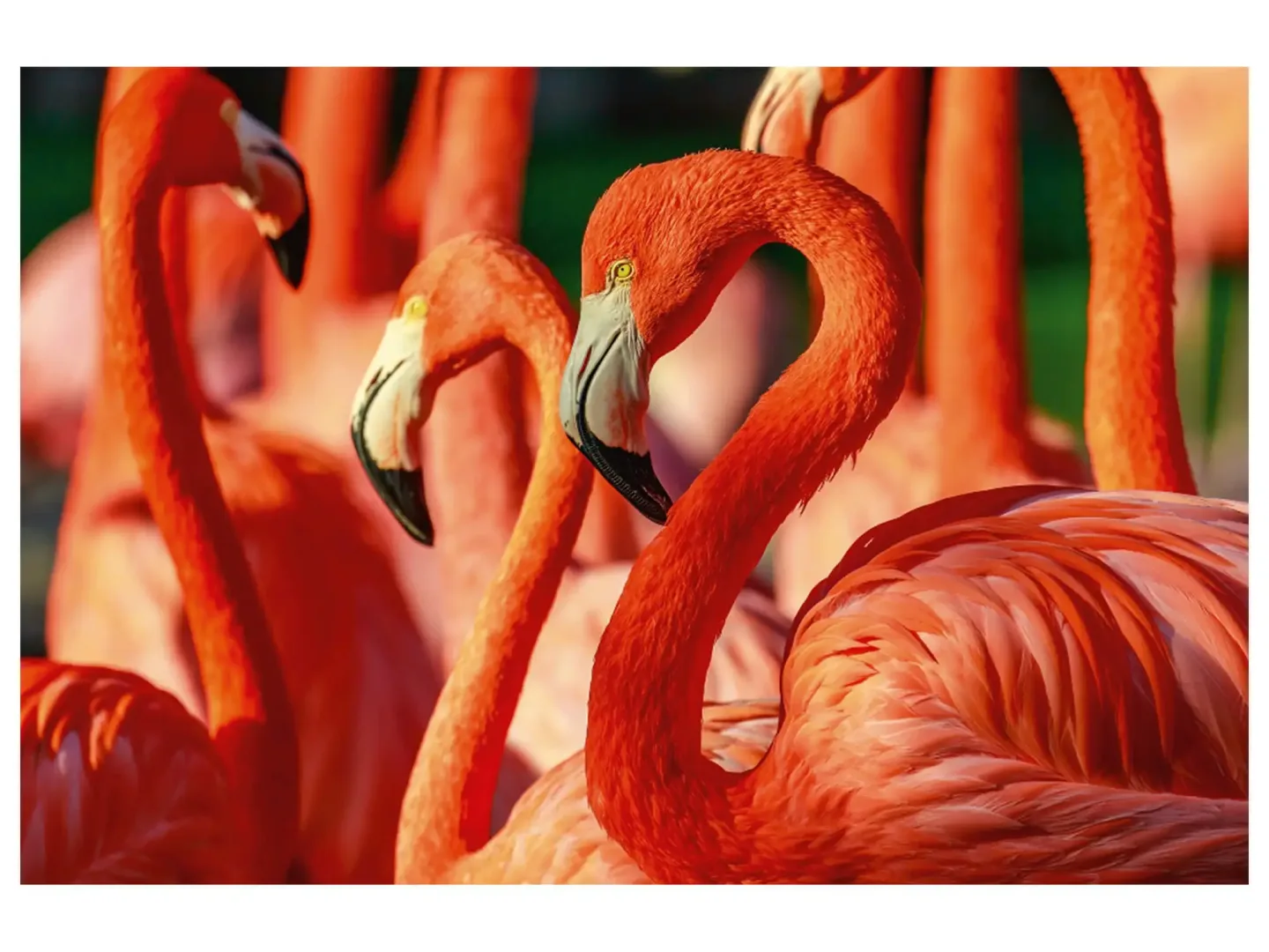 image LAND Digitaldruck auf Acrylglas Flamingos | Schubiger Möbel